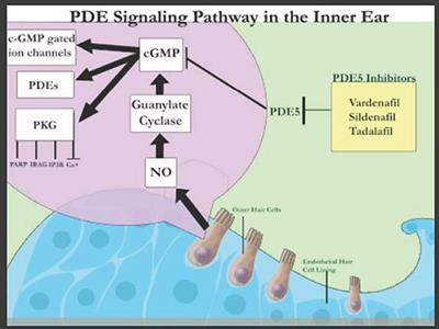 Frontiers | Role Of Cyclic Nucleotide Phosphodiesterases In Inner Ear ...